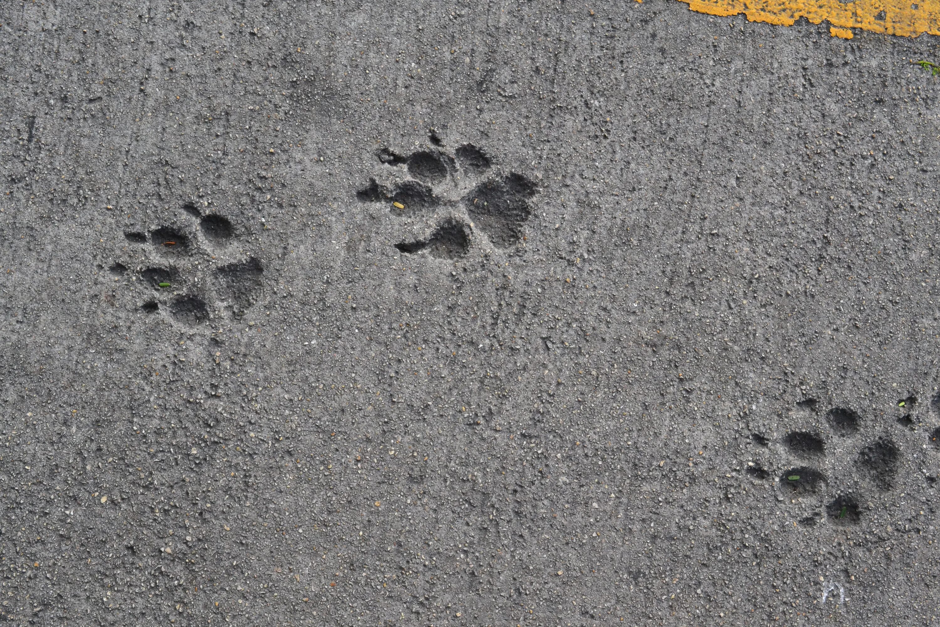 Стереть следы. Следы на бетоне. Отпечаток на бетоне. Кошачьи следы на бетоне. Отпечаток лапы в бетоне.