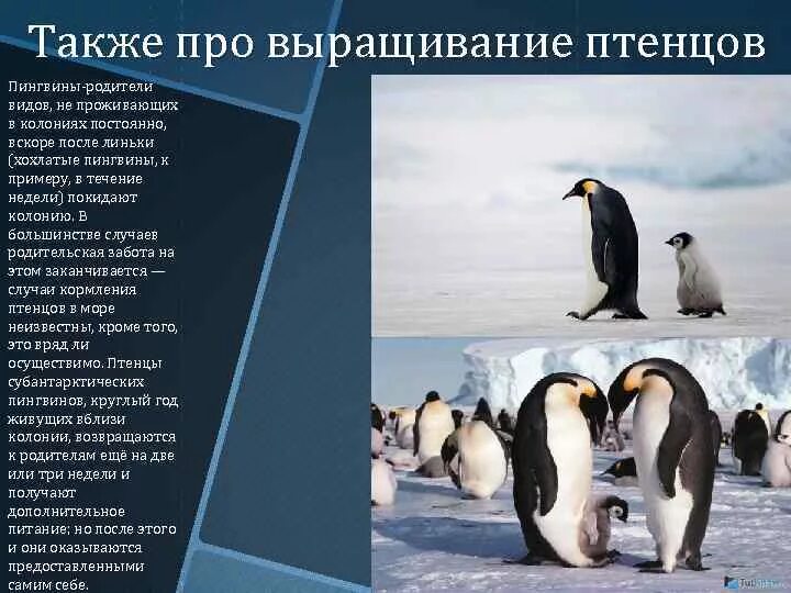Появление птенцов в колонии пингвинов признак живых. Пингвин с примерами для 1 класса. детский сад птенцов пингвинов. выращивание птенцов пингвинов. тип развития птенцов у пингвинов.