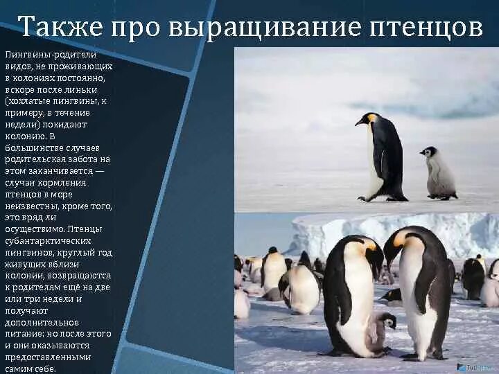 У какого пингвина всегда есть действие. Пингвины родители. Общие сведения о пингвинах. Стих про пингвина. Информация о хохлатом пингвине.