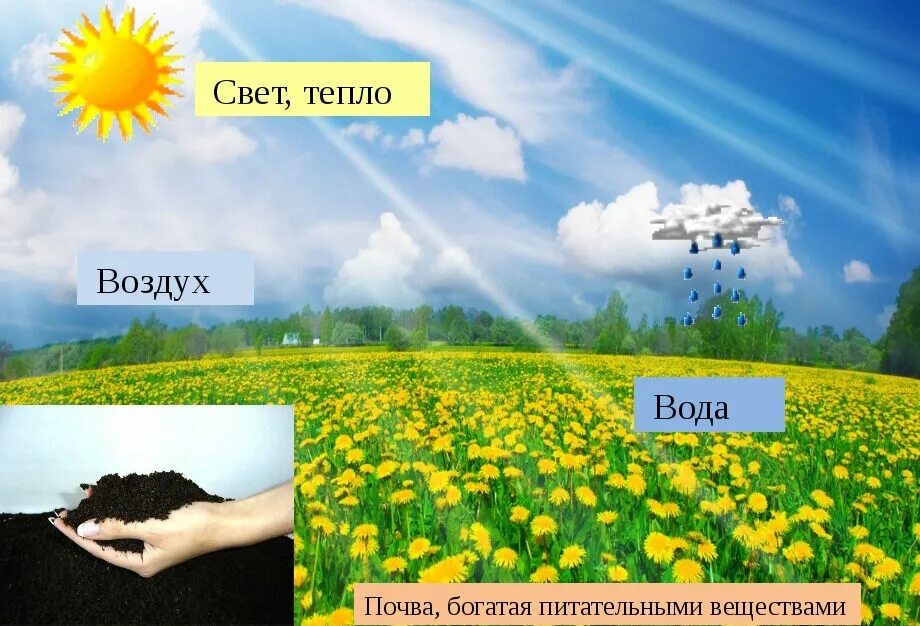 дали горячую воду. свет вода тепло. ура воду дали. в солнечном дали воду. свет тепло вода почва.