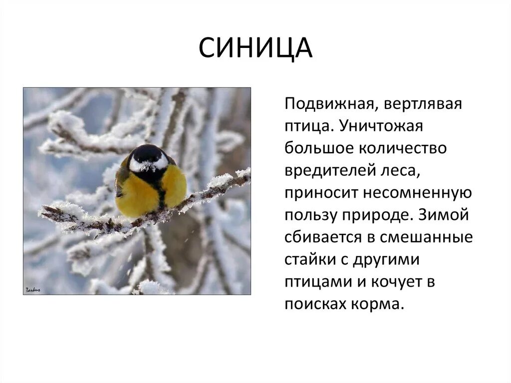 Синичка минус