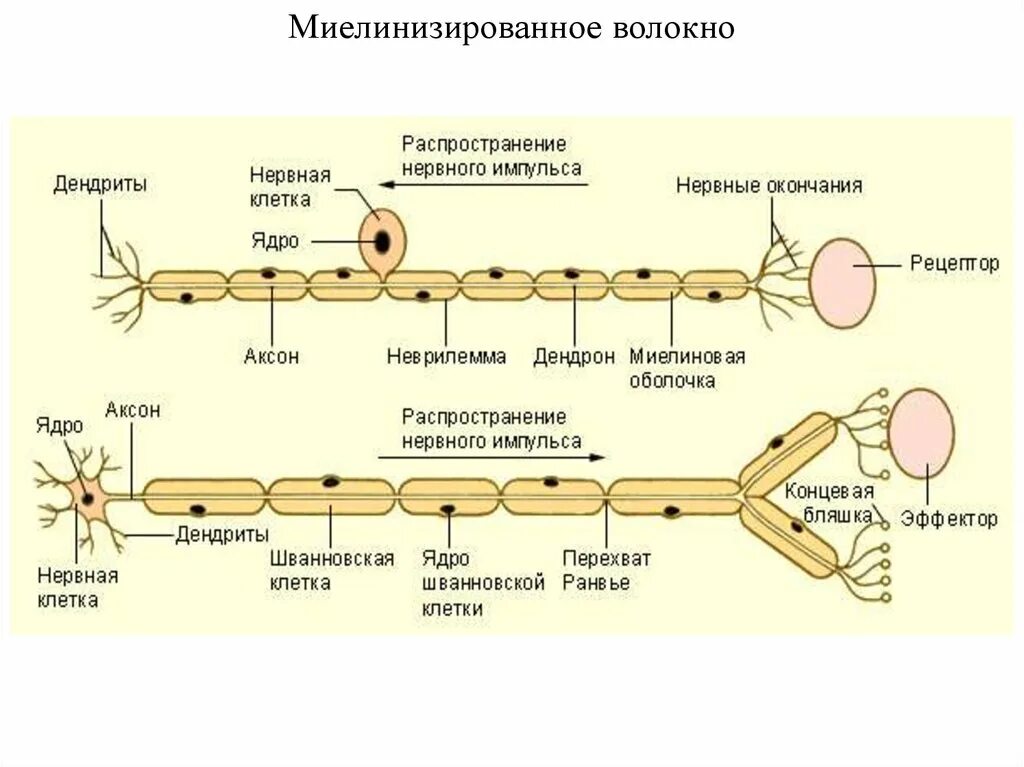 Нервные окончания функции. Схема миелинизированного нервного волокна. Нервные окончания. Строение нервных окончаний. Гиаинизированые волокна.