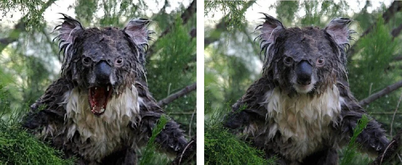 Мокрая коала почему. Мокрая коала. Мокрый. Страшная коала.