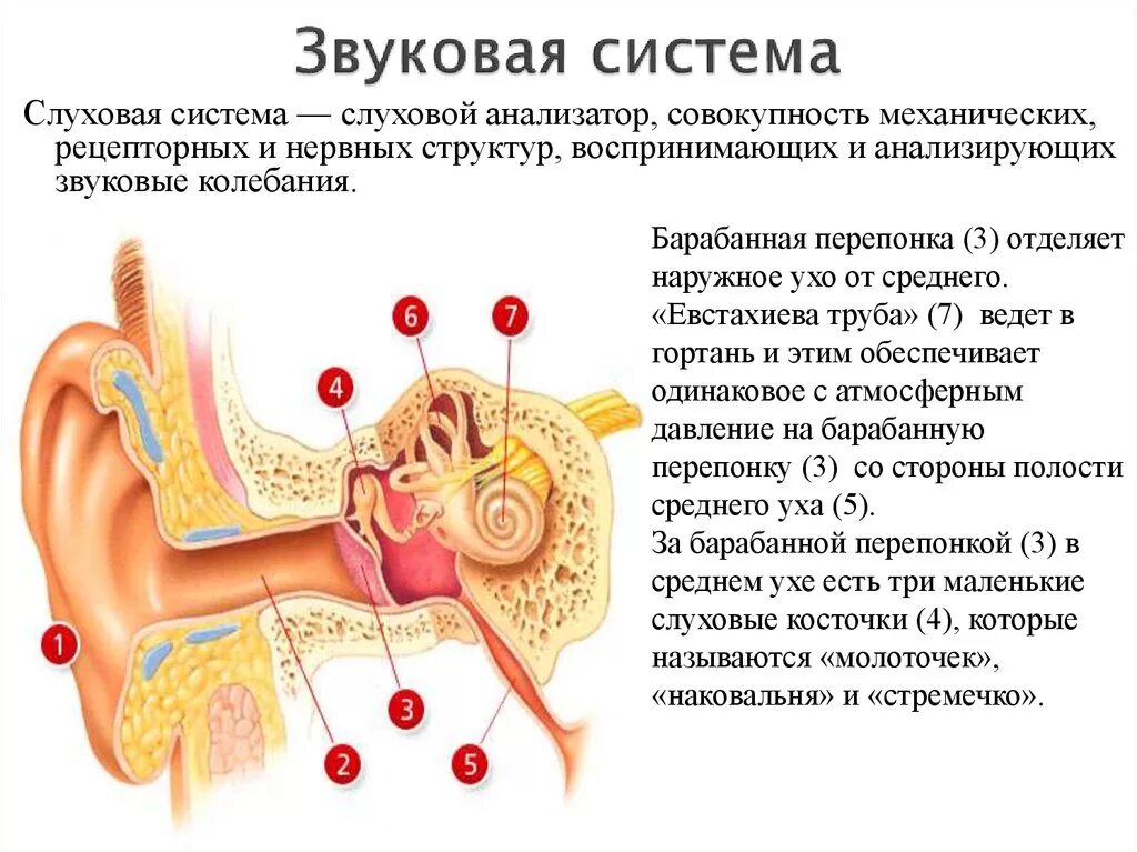 Внутреннее ухо давление