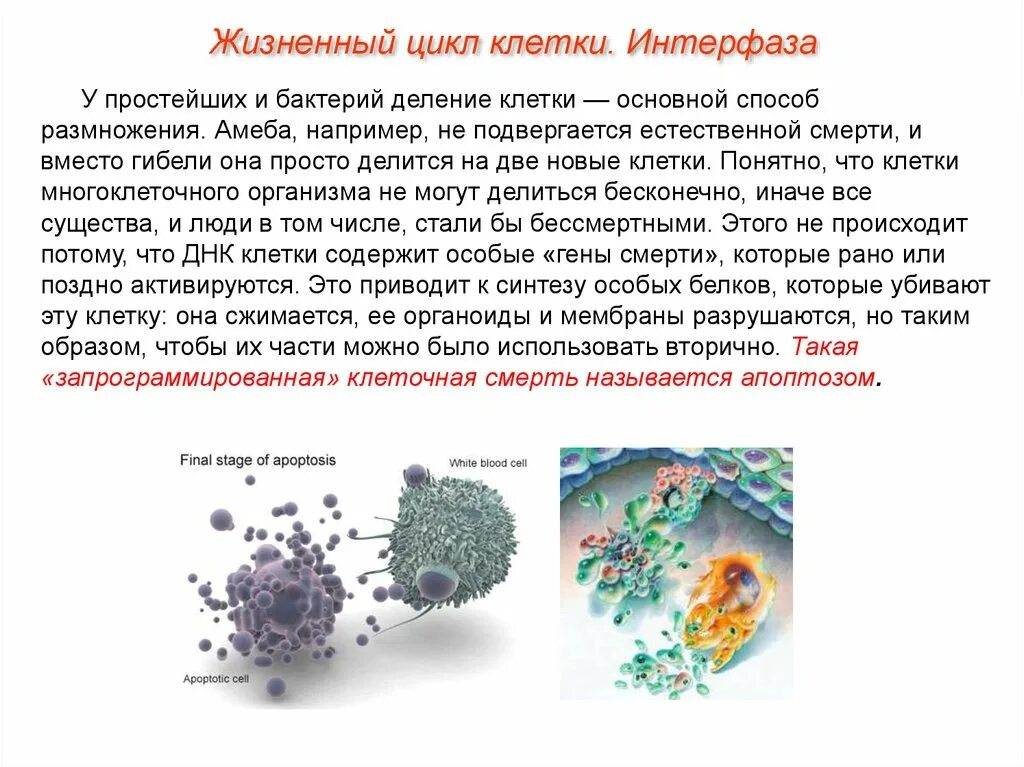 Стадия жизненного цикла клетки схема. Клеточный цикл биология 10 класс. Клеточный жизненный цикл деление клетки. Описать жизненный цикл клетки.