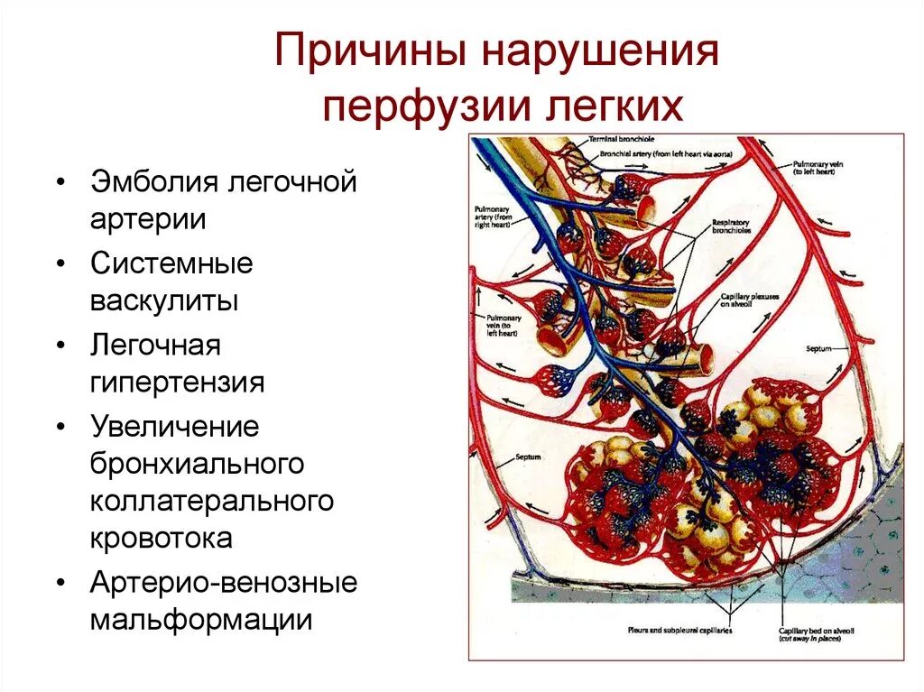 Причина легких отношений. Проявление нарушений внешнего дыхания блок схема. Причина легких отношений. Клиническая картина ателектаза. Угнетение дыхательного центра.