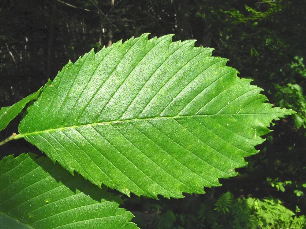 Придорожный листья. Вяз гладкий (Ulmus laevis). Вяз обыкновенный Ulmus laevis. Вяз карагач лист. Листья граба и вяза.