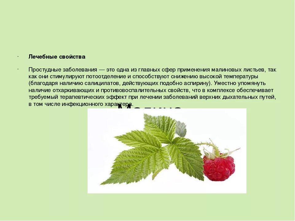 Листья малины свойства и противопоказания. Описание листьев малины. Лекарственные части малины. Полезные качества малины. Малина полезные свойства.
