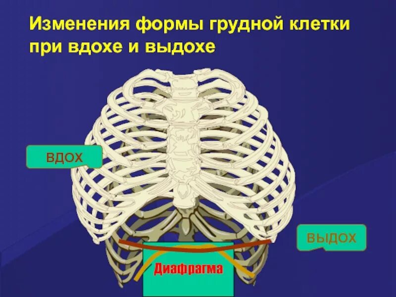 Грудная клетка при вдохе приподнимается. Грудная клетка. Грудная клетка при вдохе. Расширенная грудная клетка. Изменение формы грудной клетки.