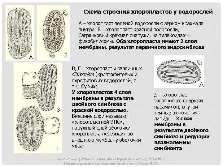 Хлоропласты у водорослей