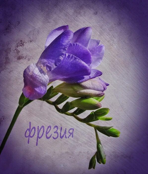 галине цветы картинки. букет для галочки. поздравление галине. красивый букет цветов для леночки. цветы галине.