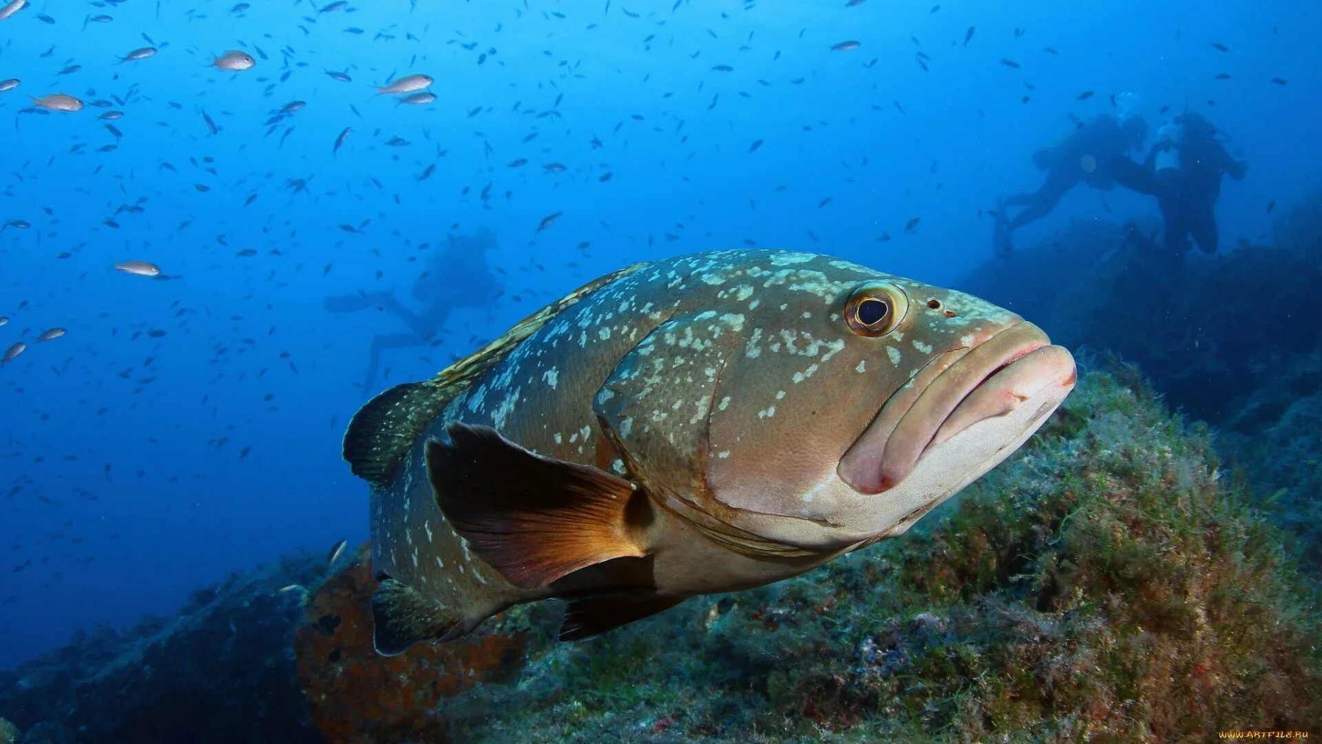 Болотные рыбы. Coral Trout рыба. Золотая рыбка Ханафуса. Большая морская рыба. Морские Карпообразные.