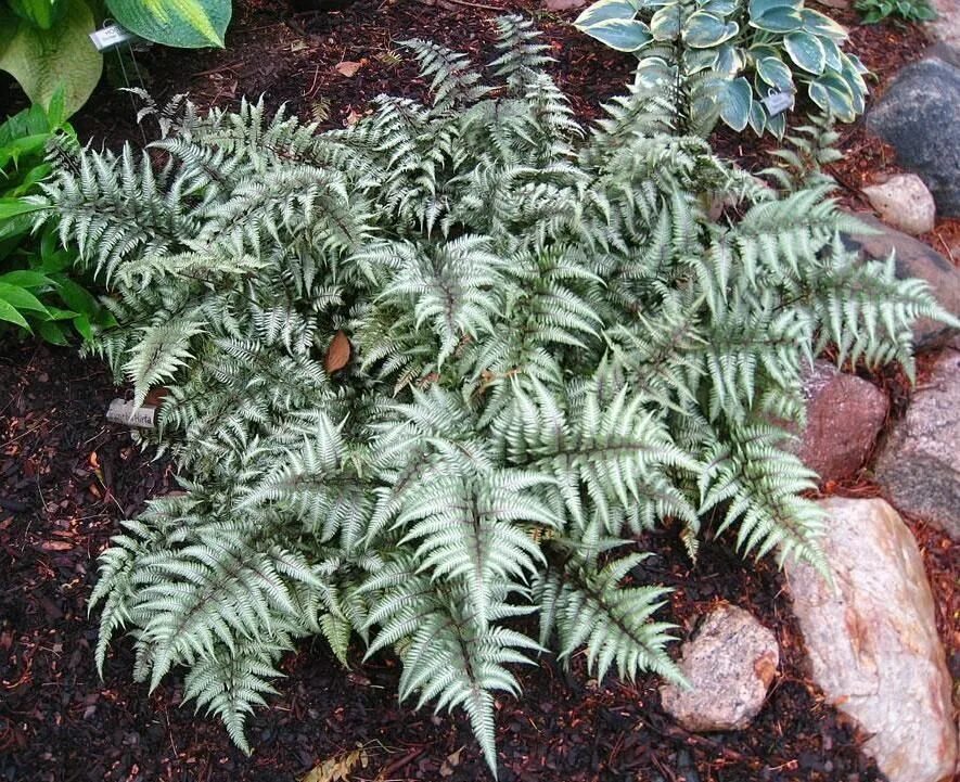 Купить Кочедыжник ниппонский Red beauty - Кочедыжник - GardenPlants