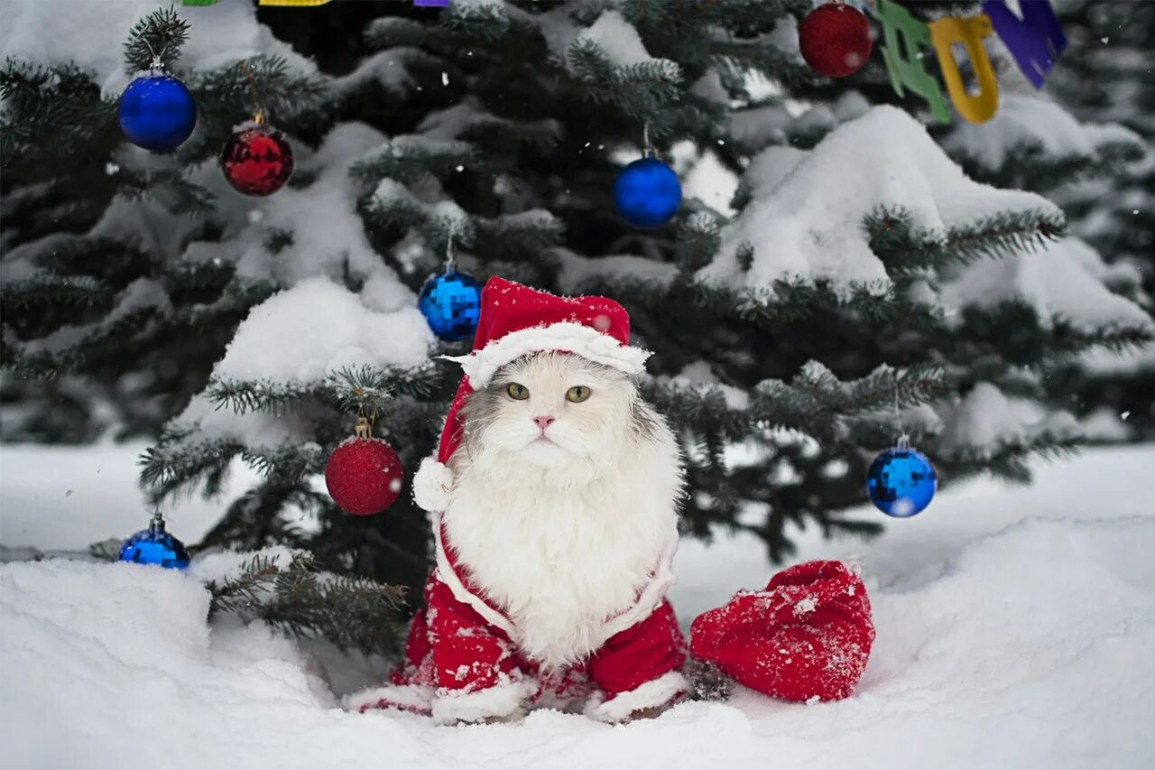 новогодняя кошка. кот новый год снег. кот в сугробе. зимние котики. кот новый год снег.