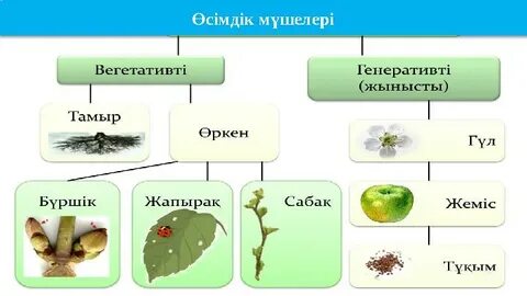 Азиялық юбка суреттері