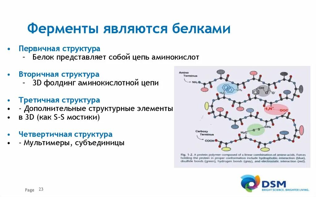 Состав мономеров белков. Какие белки являются ферментами. Какие белки являются ферментами примеры. Белки являются ядами. Ферменты являются.