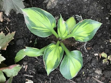 Plant wave