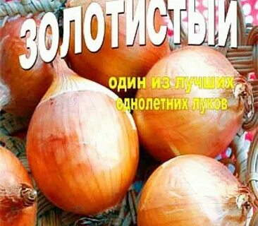 Лук золотые купола описание сорта отзывы