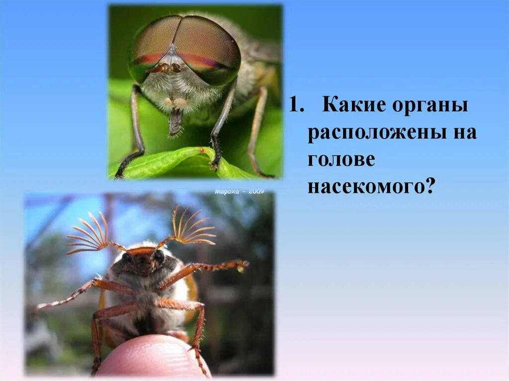 На голове у насекомых находится