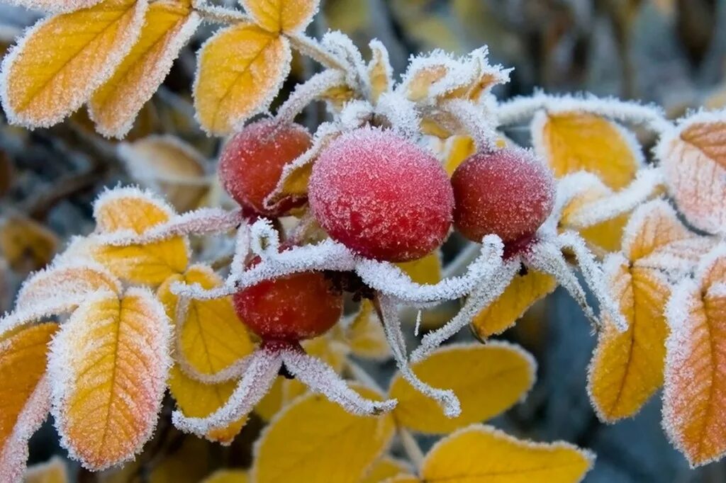 Первый снег утром картинки. Осенние заморозки. Ноябрь природа. Осень снег. Осенний иней.