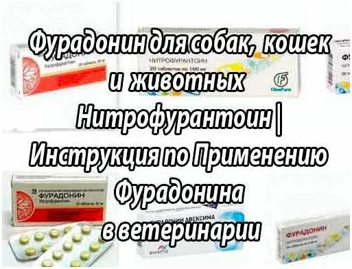 Фурадонин для собак. Фурадонин собаке дозировка. Фурадонин собаке при цистите.