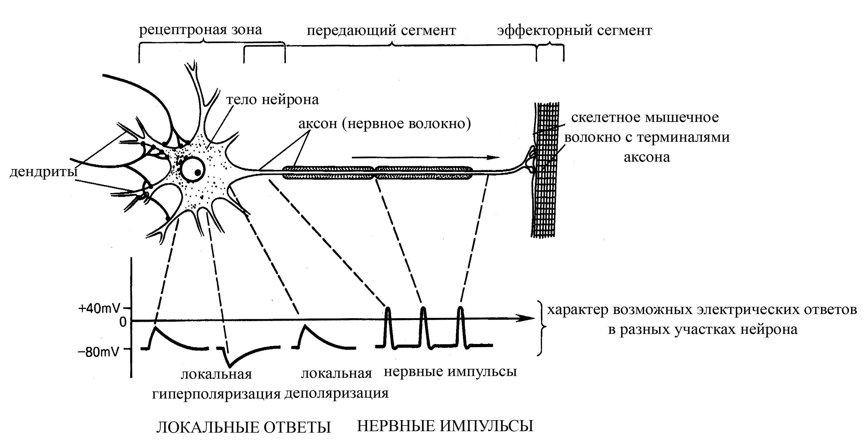 Контролирует проведение нервно мышечного импульса. Схема передачи нервных импульсов по нейронам. нейроны строение передача импульса. функциональные зоны нейрона. характеристика структурных составляющих нейрона.