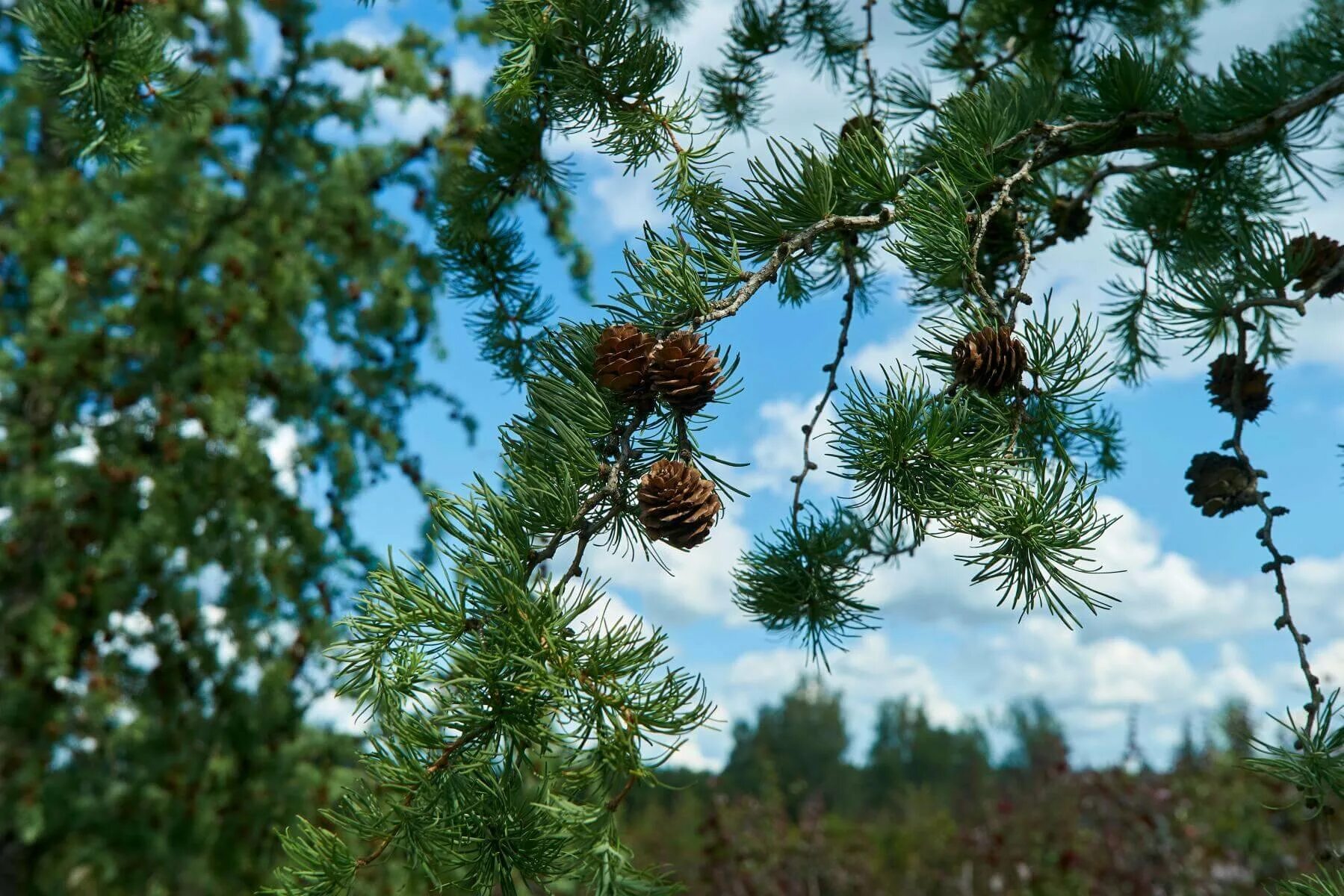 Можно ли хвойное дерево. Лиственница Сибирская Larix sibirica. Лиственница Сибирская (Larix sibirica Ledeb.). Лиственница Сукачева (Larix sukaczewii). Лиственница японская Кемпфера.