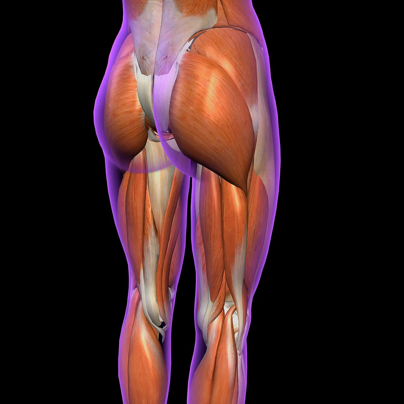 Расположение ягодичных мышц у женщин Pin on Glutes
