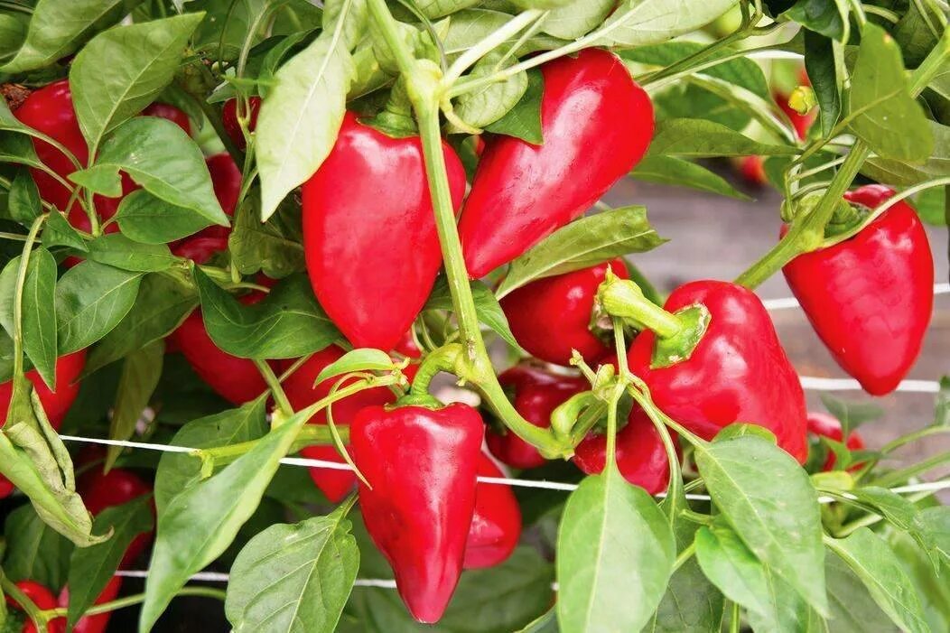 Индетерминантные сорта перца. Перец сладкий доминатор. Паслёновые горький перец. Болгарский перец куст. Перец сафьян f1.