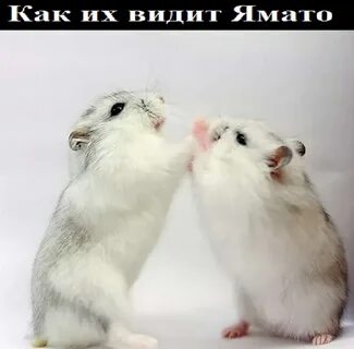 Hamster combat друзья
