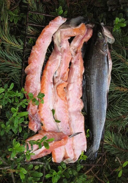 хариус на байкале. хариус рыба мясо. хариус какое мясо. хариус мясо. хариус малосольный.