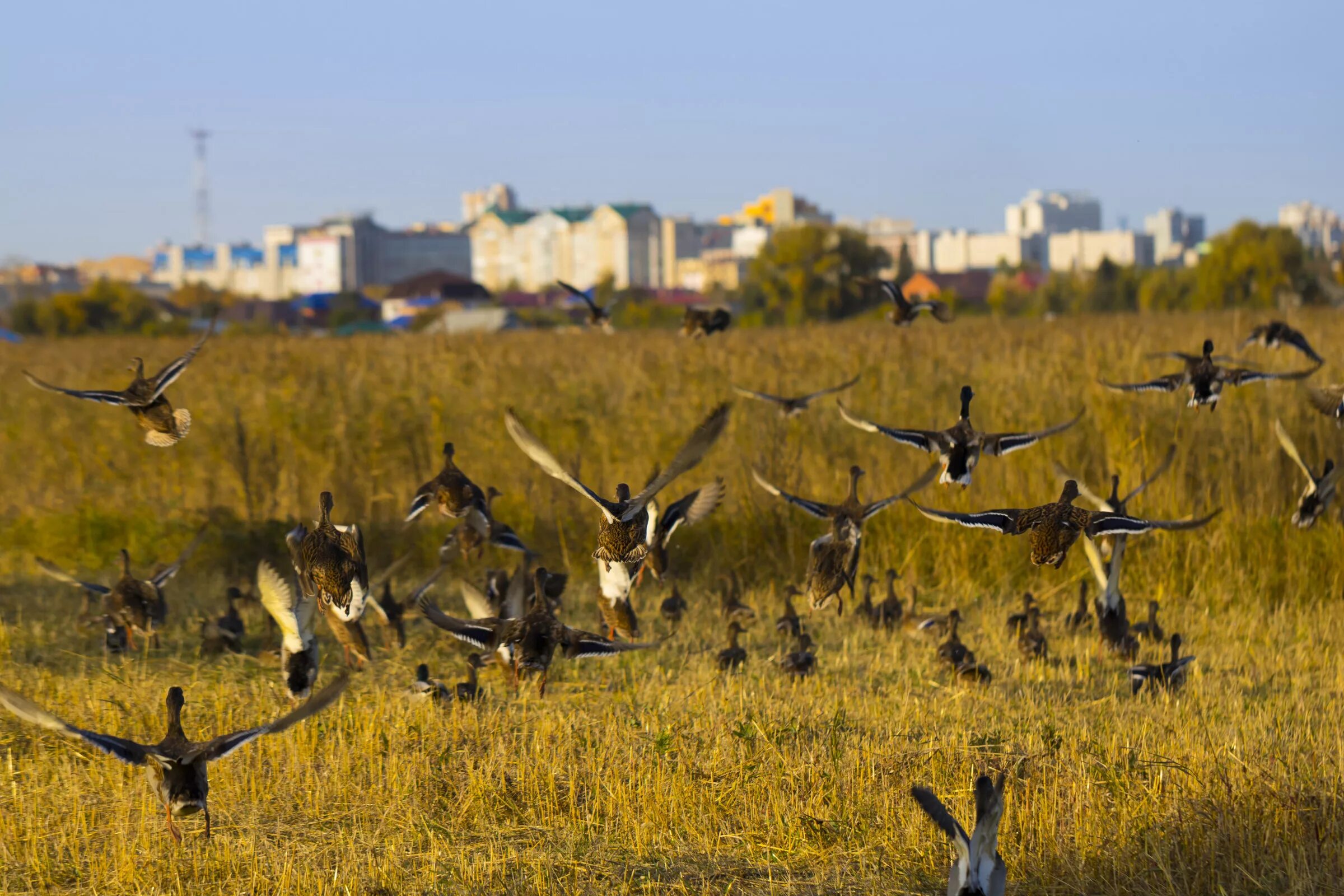 районы птиц. мигрирующие птицы. хищные птицы можайского района. перелетные птицы журавли стая. районы птиц.