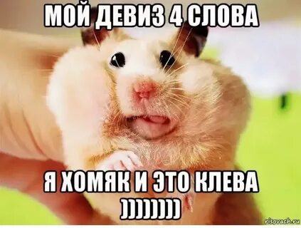 Как не быть хомяком