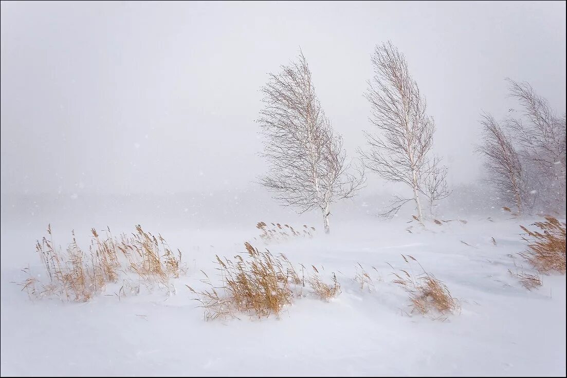 Есенин с.а. "серебряный ветер". Свищет ветер серебряный ветер в шёлковом шелесте снежного шума. Метель зимой. Метель и вьюга.
