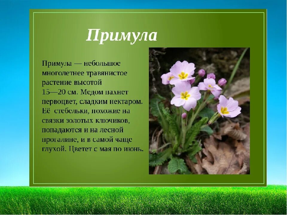 Текст описание про цветок. Примула цветок первоцвет. Примула первоцвет през. Примула прямостоячая. Примула мутовчатая.