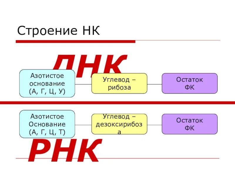 Строение азотистых оснований. Углевод ДНК И РНК. Азотистые основания ДНК И РНК. Структура азотистых оснований и углеводного. Азотистое основание рибоза остаток