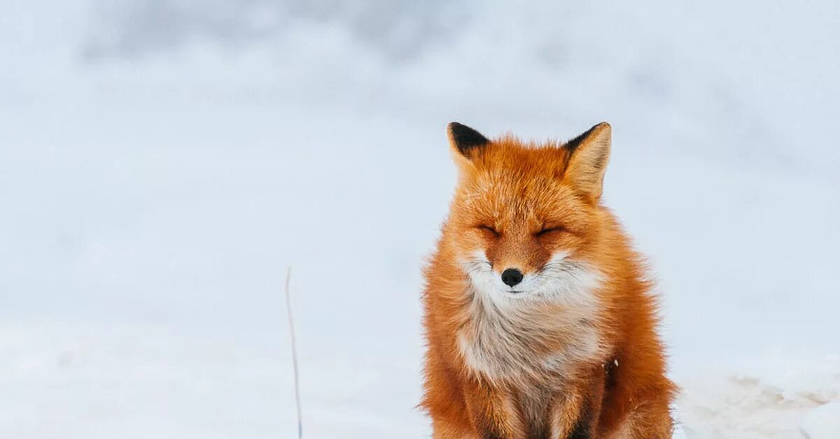 Лиса фото. Северная лиса. Лисы в тундре. Лисы на севере. Fox на русском языке