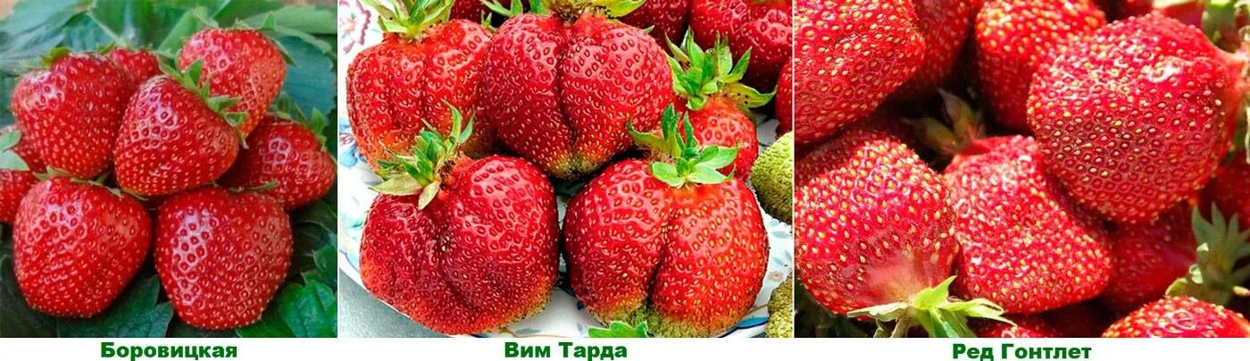 Клубника сорт боровицкая. Клубника ремонтантная брайтон. Земляника садовая берегиня (р9). Клубника боровицкая отзывы. Клубника боровицкая отзывы.