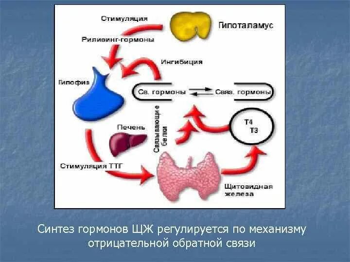 Отрицательно Обратная связь гормоны. Гормоны печени. Печень синтезирует гормоны. Печень и гормоны у женщин связь.