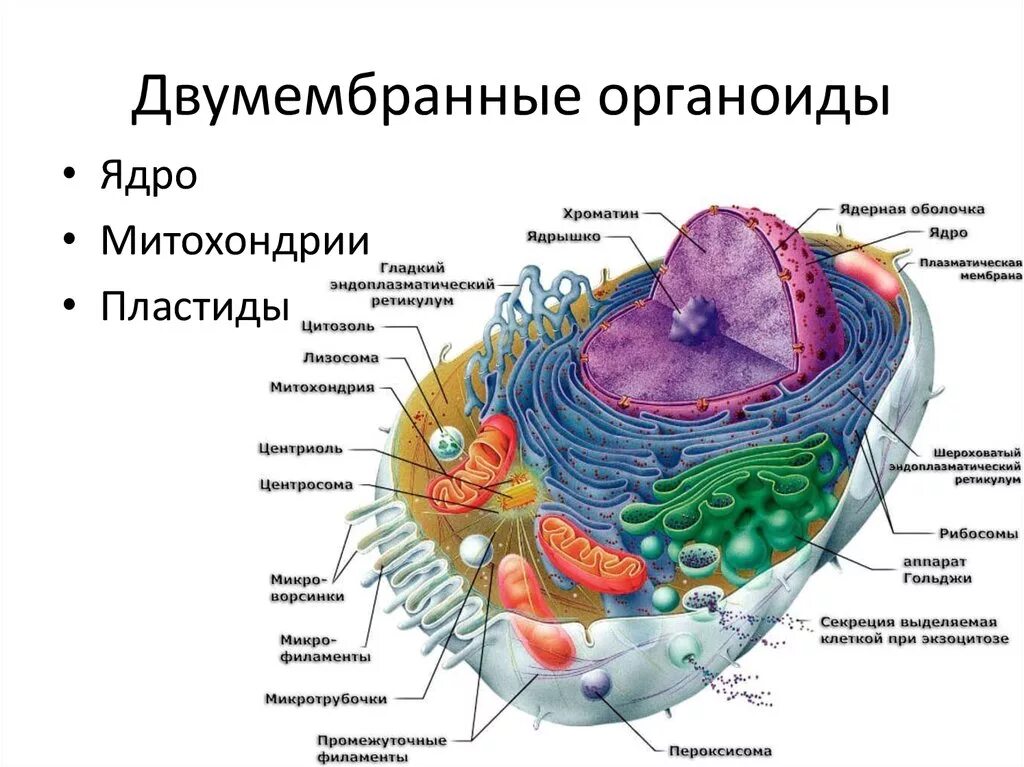 Строение эукариот эукариоты клеток. Строение эукариотической животной клетки клетки. Строение клетки эукариот рисунок. Строение клетки эукариот схема. Строение клеток мембранные органоиды