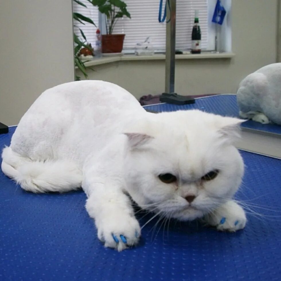 Где можно подстричь кота. Груминг скоттиш фолд. Стрижка котов. Стриженный белый кот. Стрижка британца.
