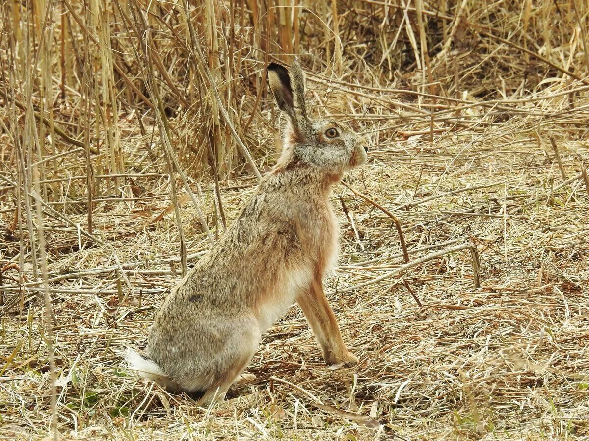 Заяц Русак (Lepus europaeus). Беляк и Русак. Заяц Беляк и Русак. Толай Беляк Русак. Цвет шерсти зайца