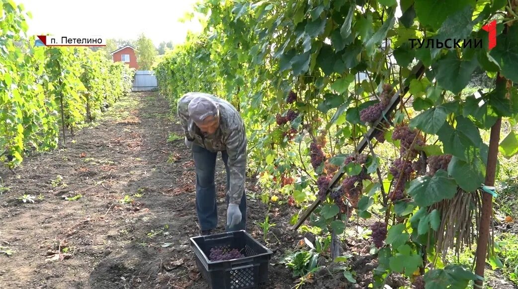 Выращивание винограда средняя полоса. Высадка лоз в кампании фото.