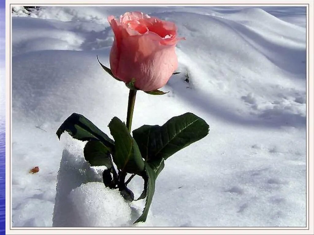 Розы на снегу. Цветы зимой. Розы зимой. Цветы в снегу.