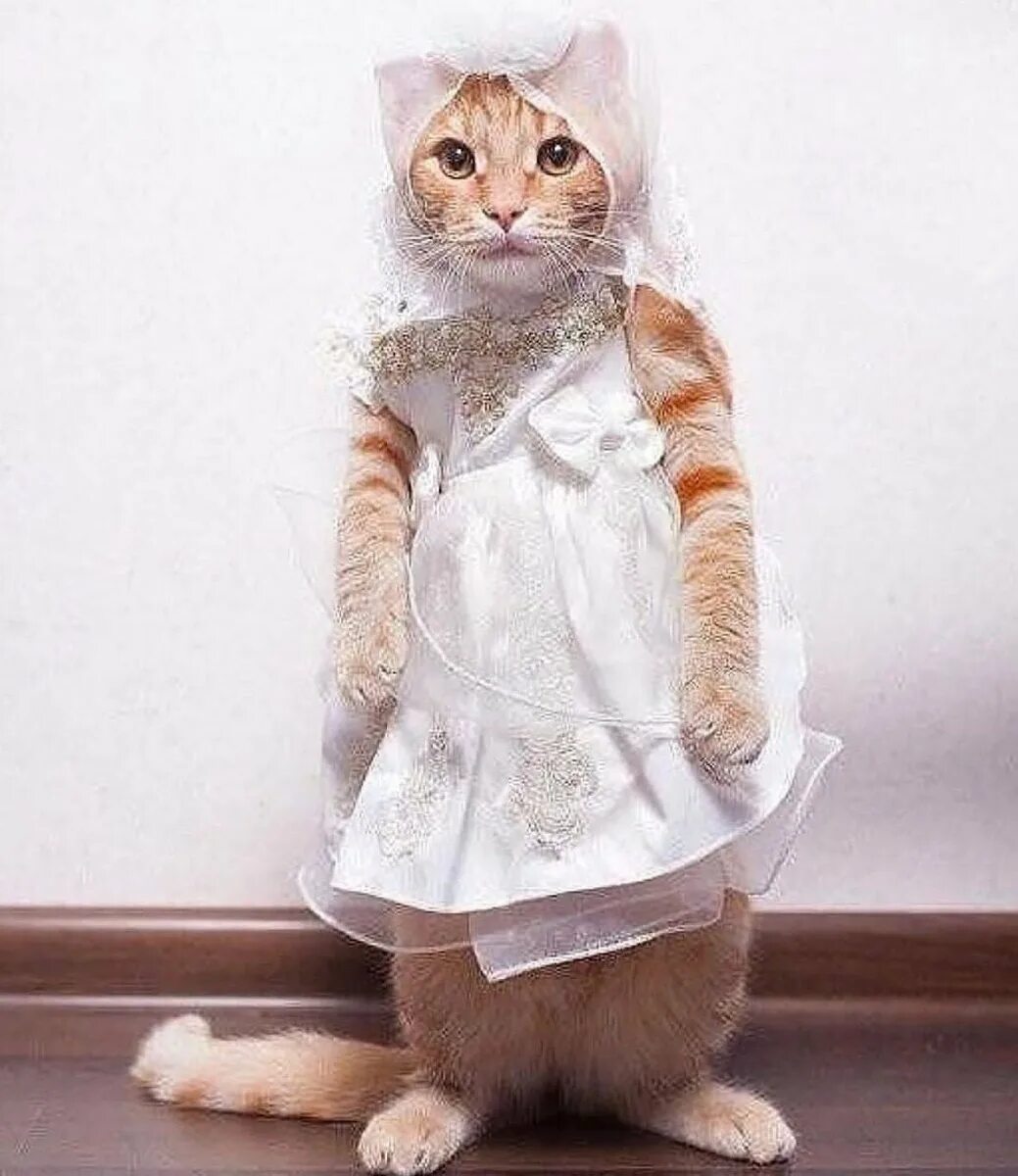 Милые котята с одеждой. Кошка в платье. нарядная кошка. одежда для кошек. котята в одежде.