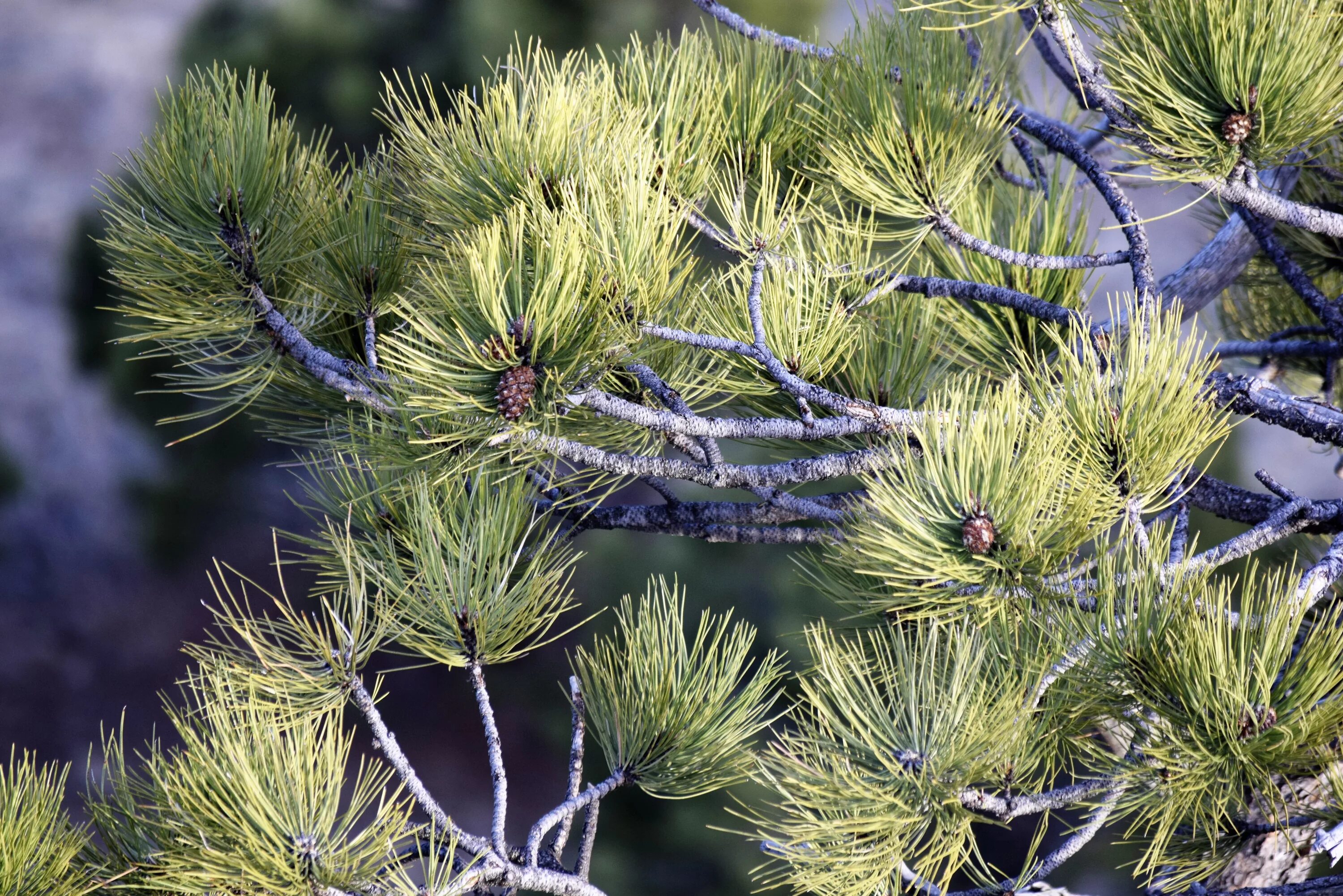 Сосна Палласа Крымская. Сосна Pinus nigra. Pinus Sylvestris "Frosty дерево. Pinus nigra 'maritima'.