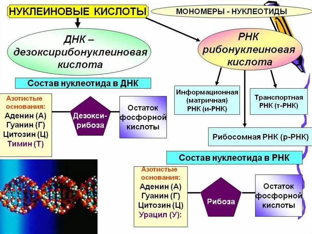 РНК состоят из остатков. Информационная ДНК. Мономеры ДНК И РНК. В чем сходство и различие белков и нуклеиновых кислот.