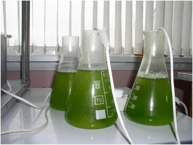Водная вытяжка воды. Хемотаксическое биотестирование. Методики биотестирования (биотесты). Биотестирование отходов. Биотестирование воды.