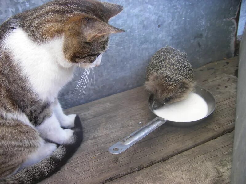 пьет молоко живет в лесу ловит мышей. еж и молоко. ежик и кошка. ежик в квартире. ежик пьет молочко.