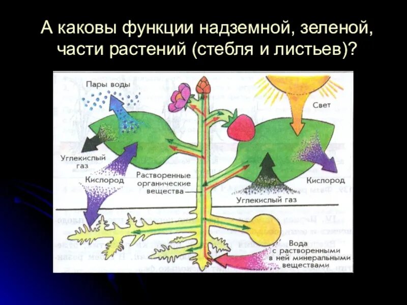 Зеленая железа функции. Растительный организм. функции частей растений. растительный организм как единое целое. модель растительный организм-единое целое.
